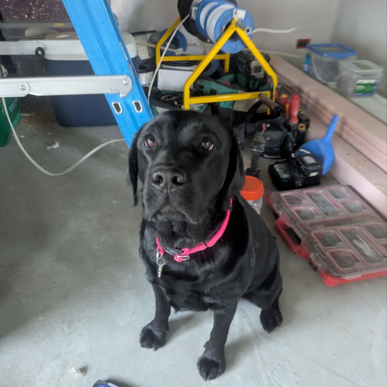 Pawject Manager on site inspection