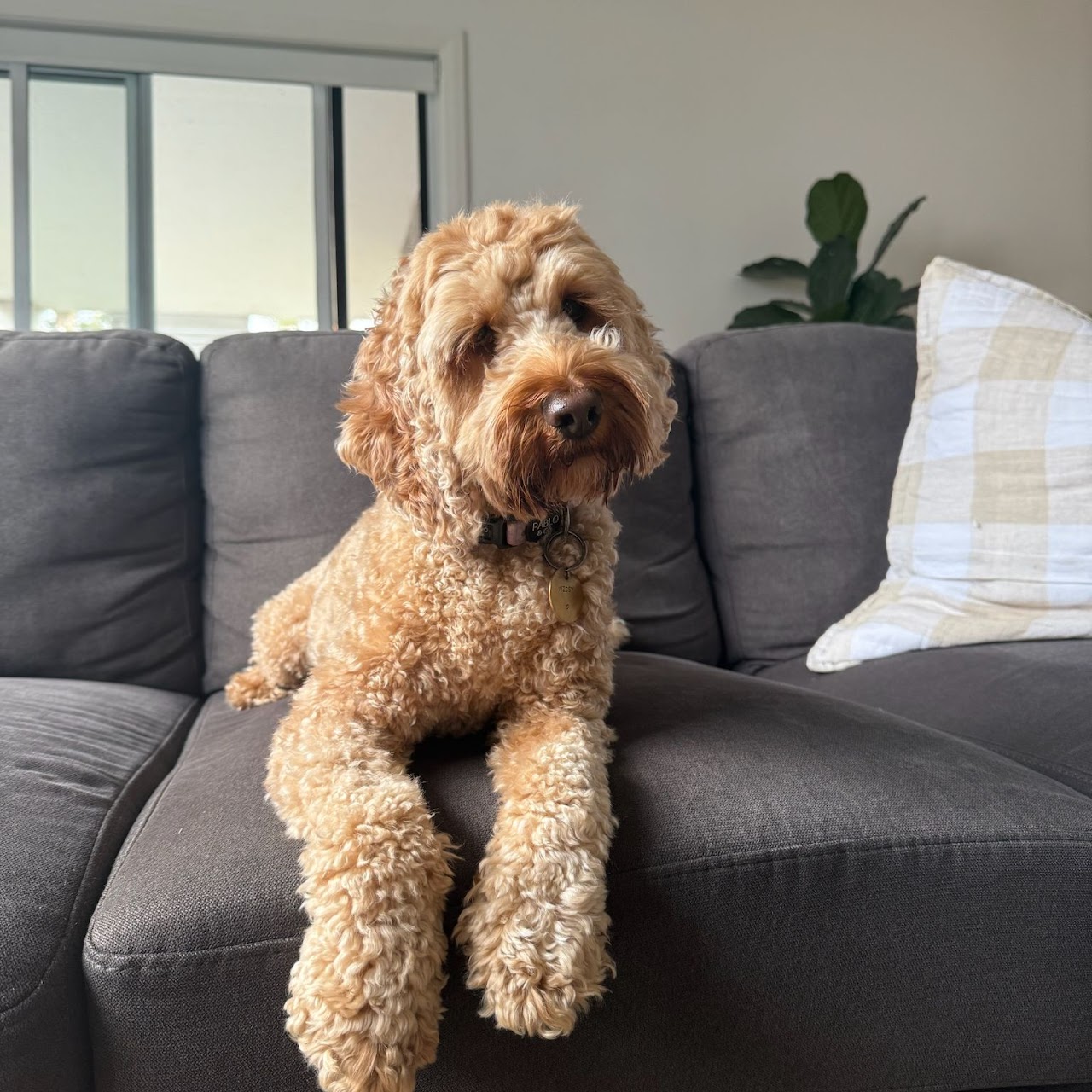 Pawject Manager quality control