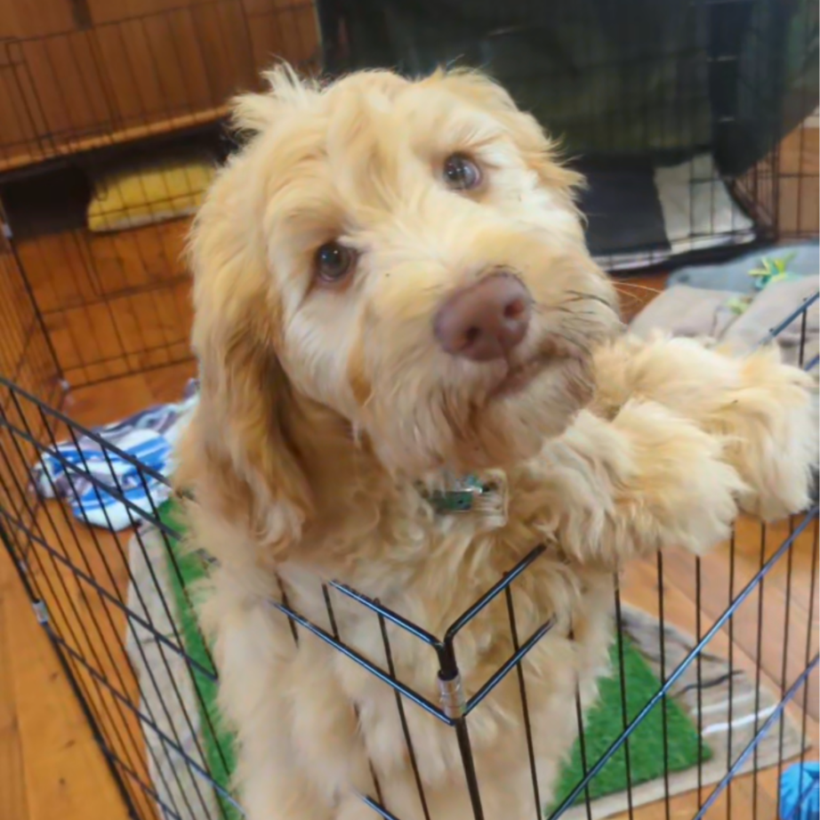 Pawject Manager safety inspection