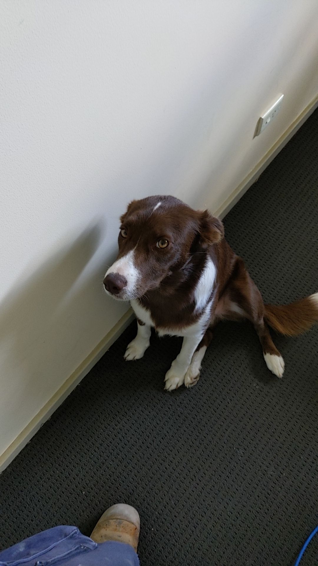 Pawject Manager final inspection