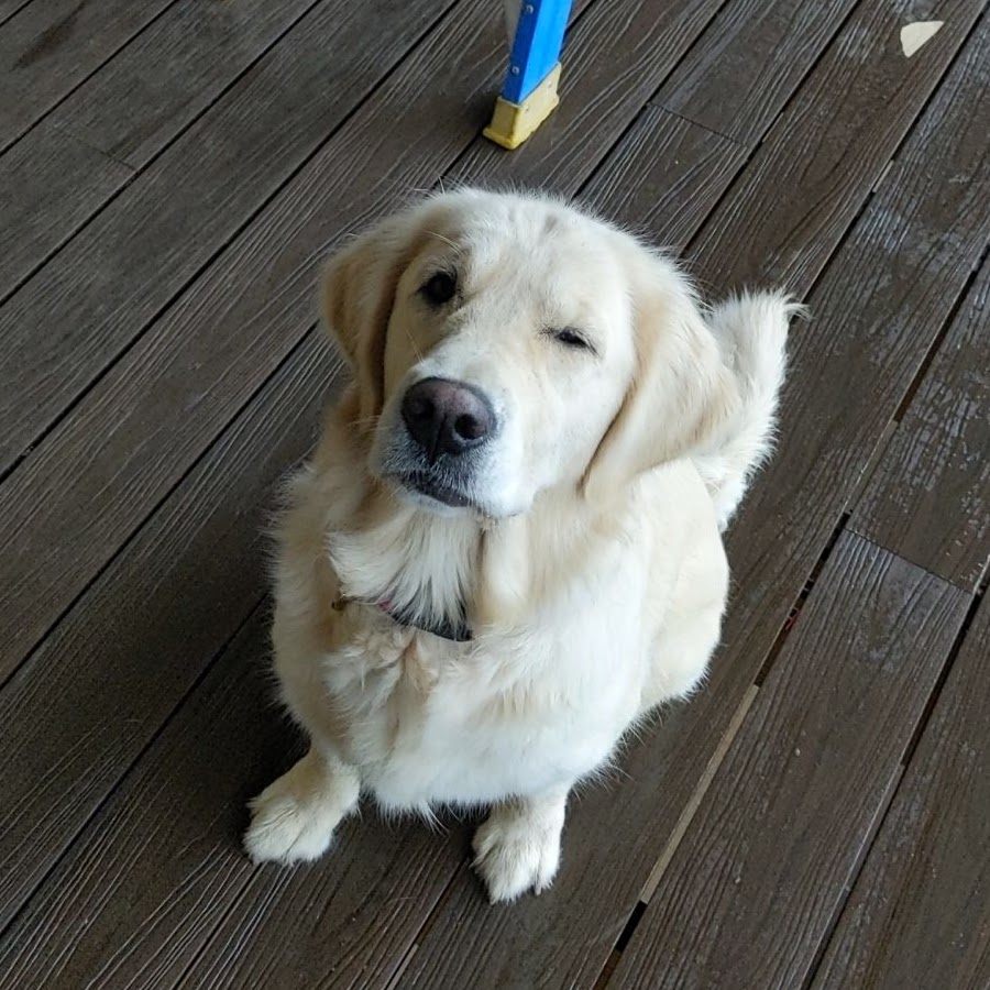 Pawject Manager team coordination